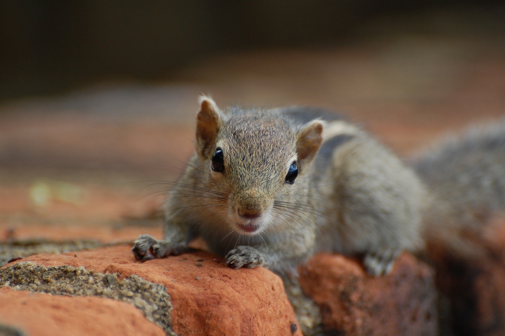 Palmenhörnchen