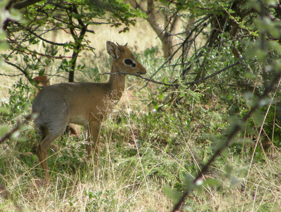 Kirkdikdik