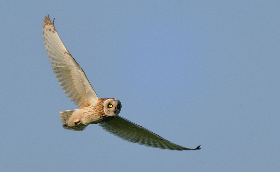Sumpfohreule ( Asio flammeus)