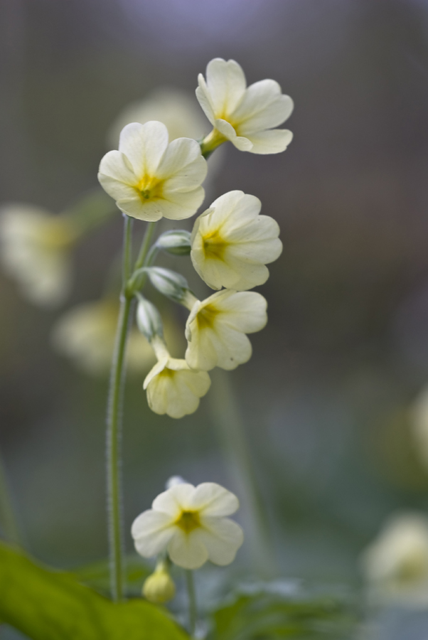 Hohe Schlüsselblume (Primula elatior)