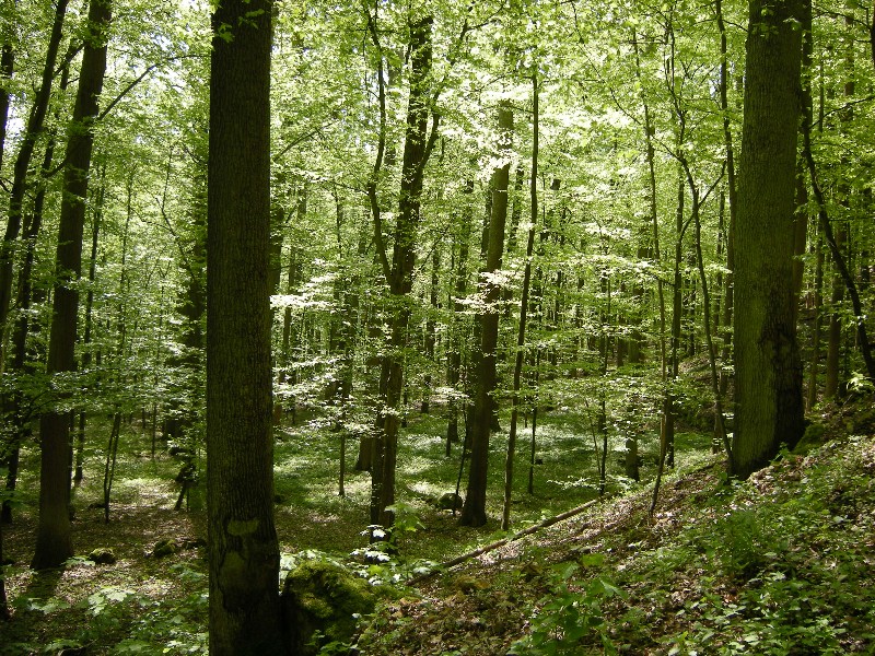 Buchenwald bei Weltenburg