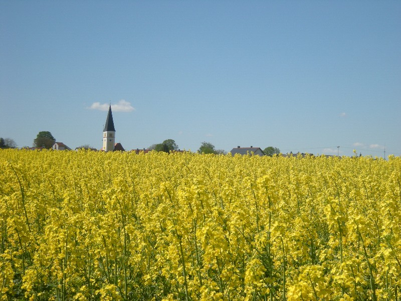 Rapsfeld bei Jachenhausen