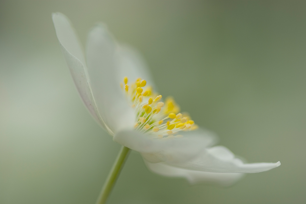 ~ Anemone nemorosa ~