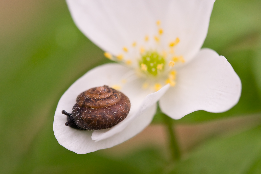 Schnecke mit Haus und Vorgarten