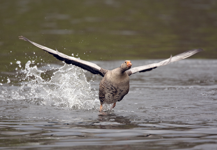 Wasserläufer