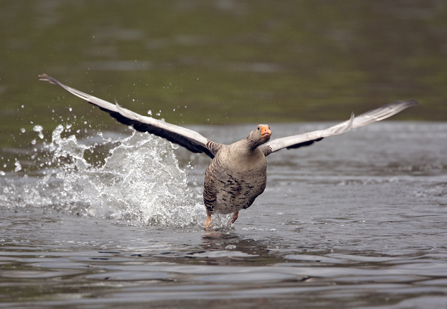 Wasserläufer