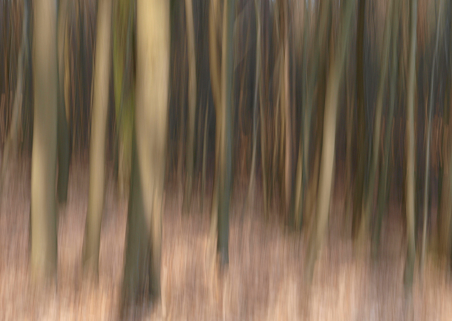 ~ Waldwischer III ~