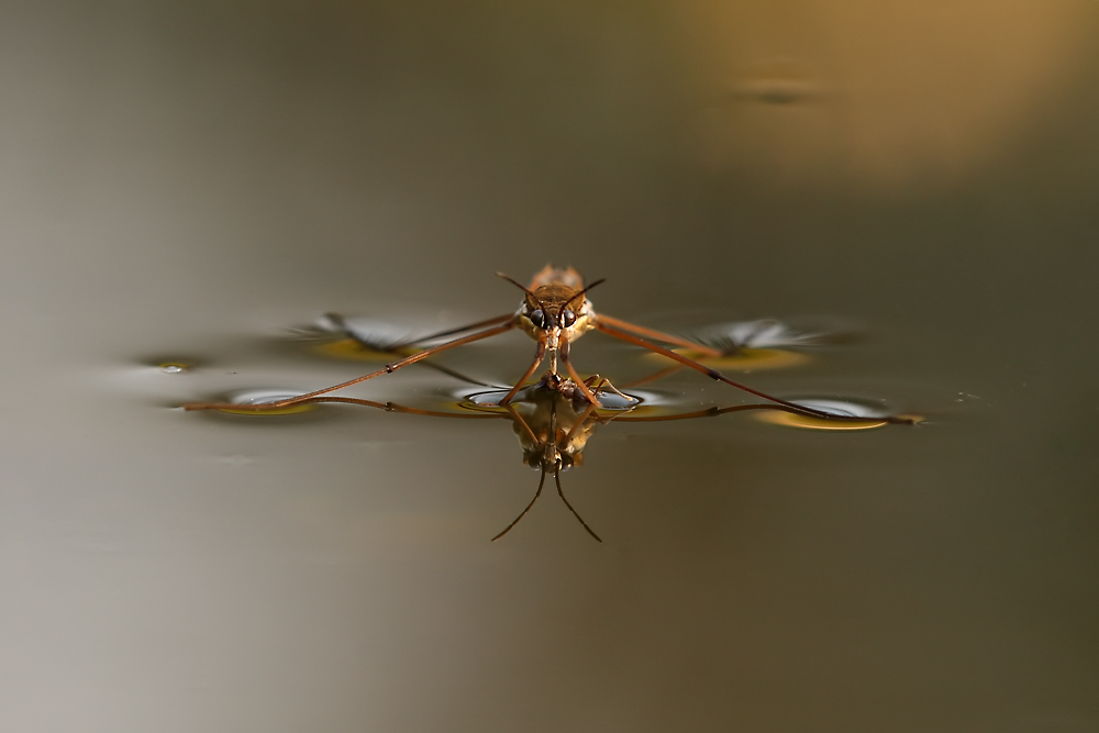 Gemeiner Wasserläufer