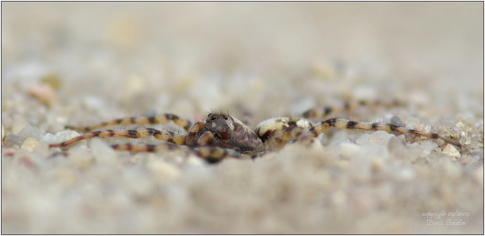 Im Spagat ...  (Arctosa perita)   Wildlife
