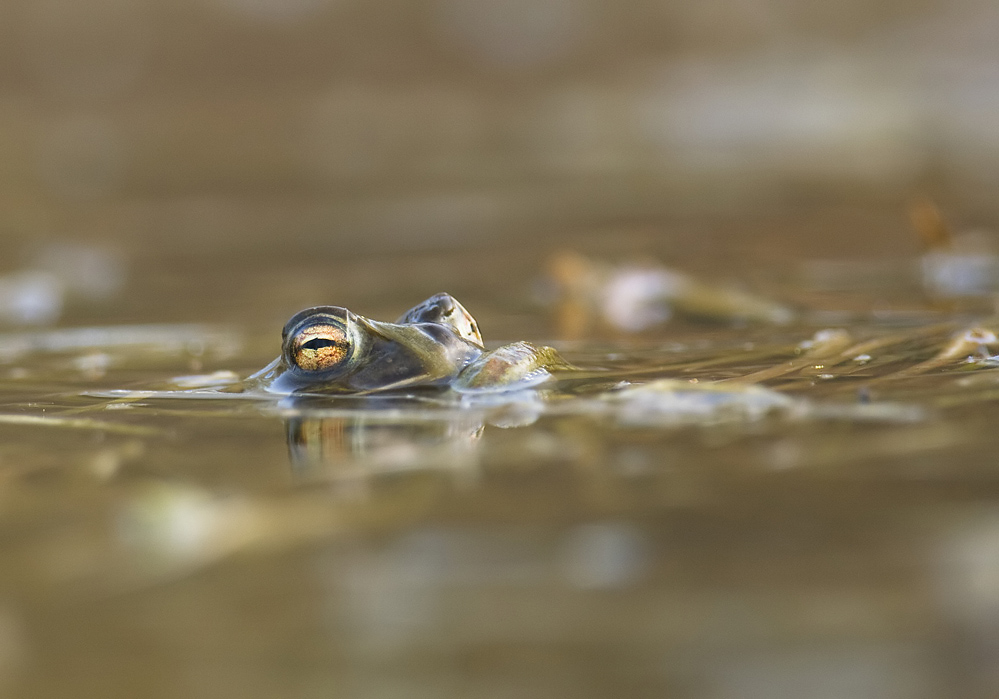 Frosch