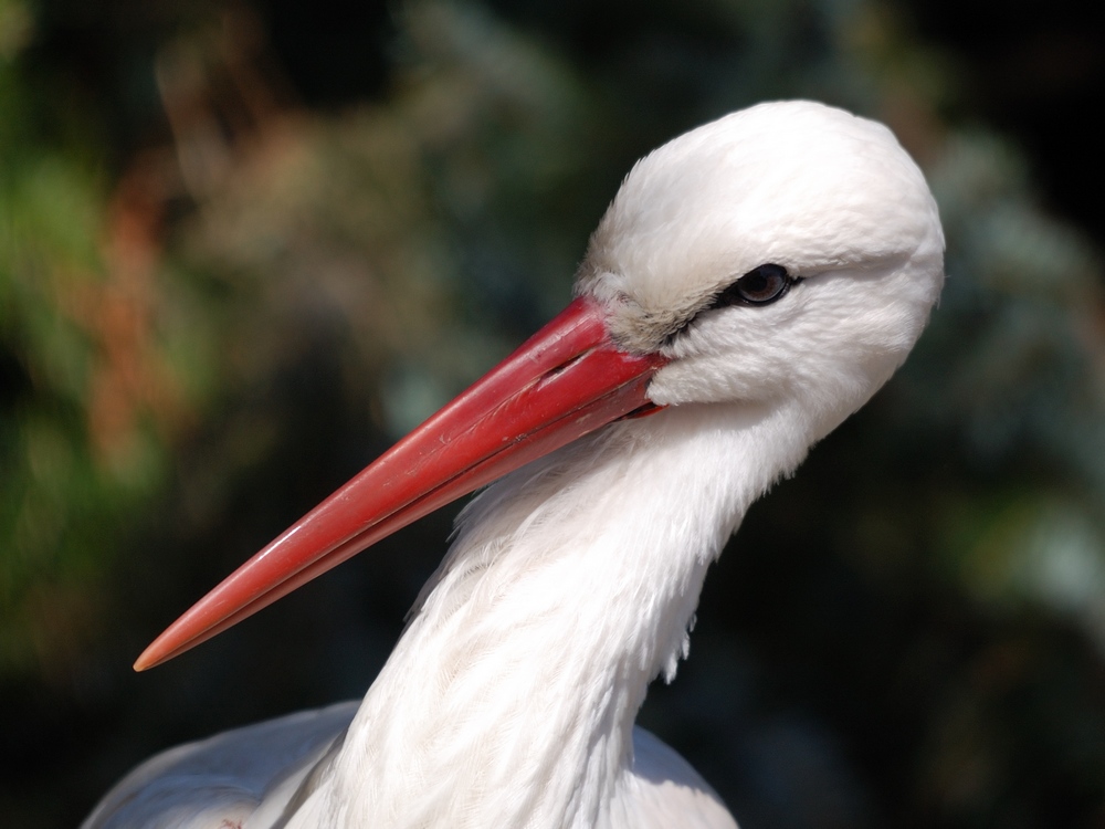 hübscher Storch