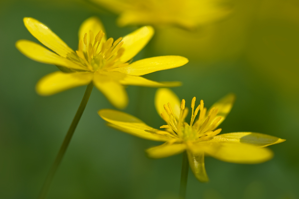 Ranunculus ficaria