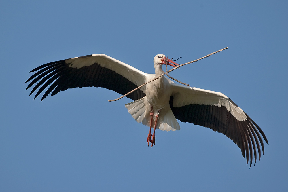 Storchflug mit Nistbaum