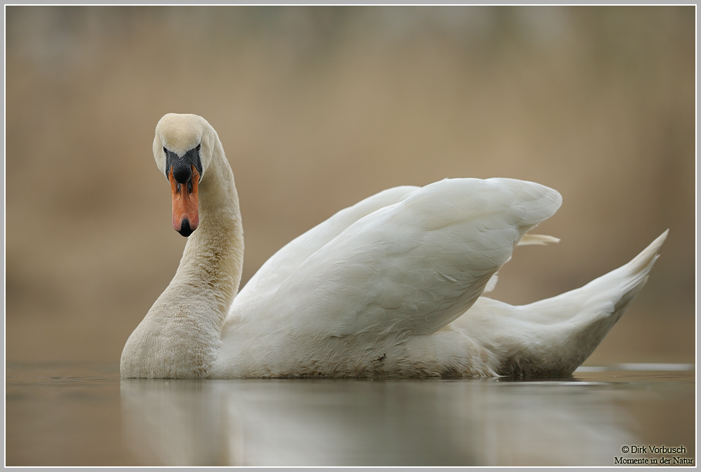 Höckerschwan (Cygnus olor)