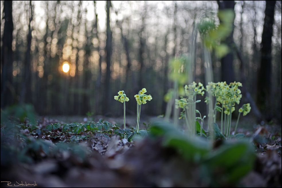 Sonnenuntergang bei den Schlüsselblumen