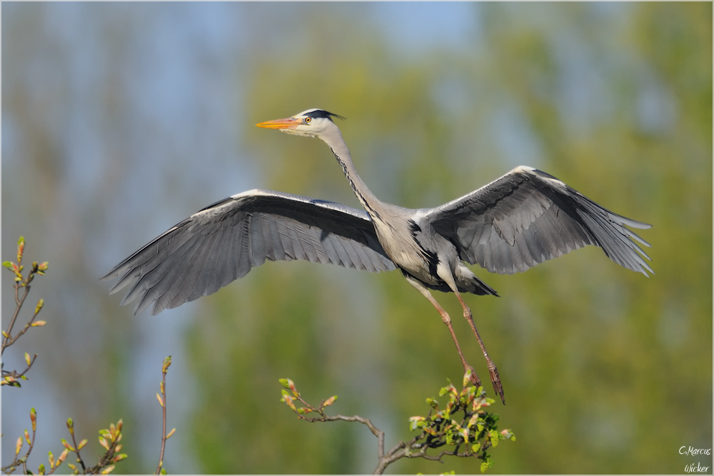 Ardea...