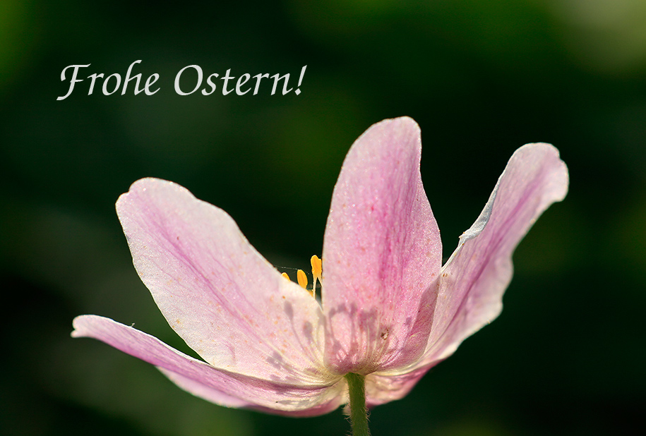 Frohe Ostern!