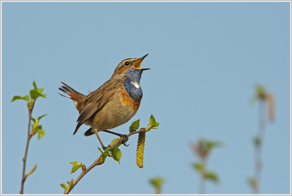 Blaukehlchen