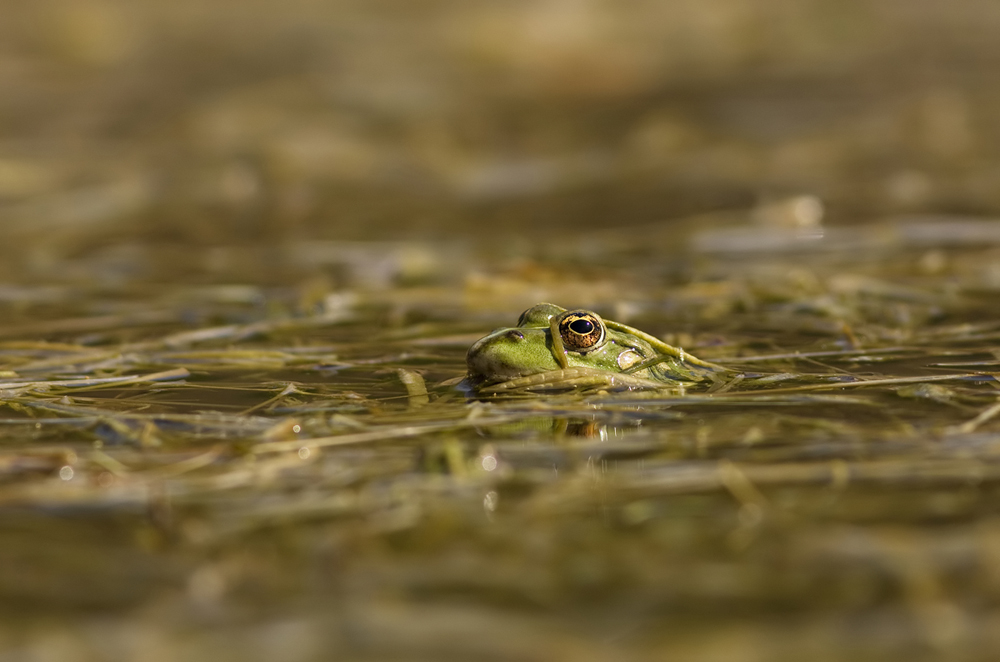 Frosch