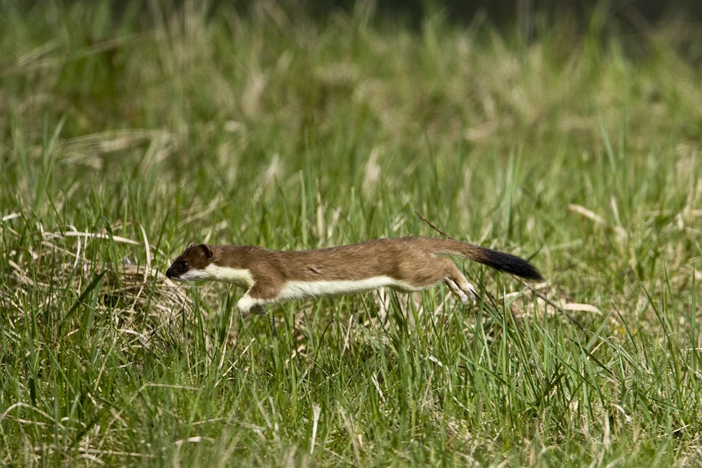 Hermelin (Mustela erminea)