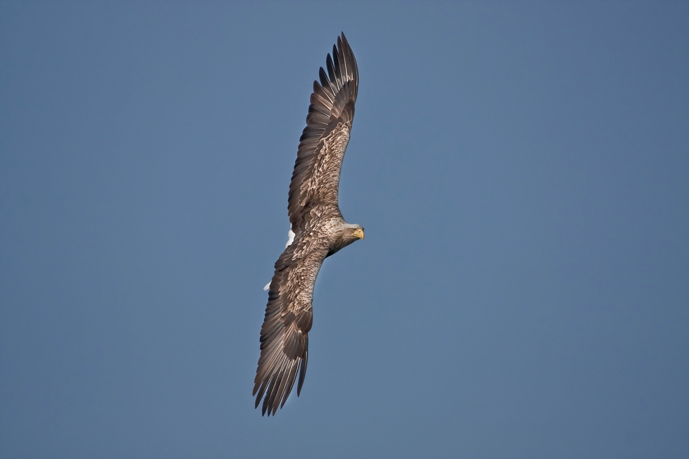 Seeadler