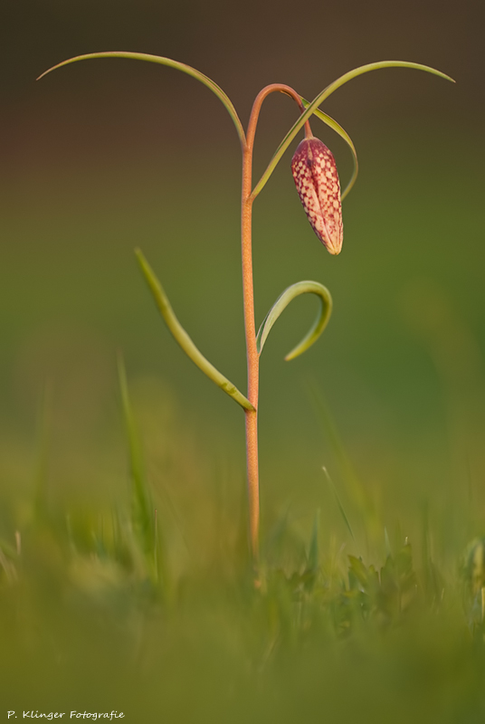 Schachblume (Fritillaria meleagris)