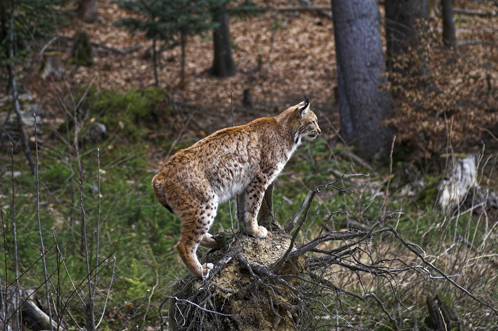 Luchs