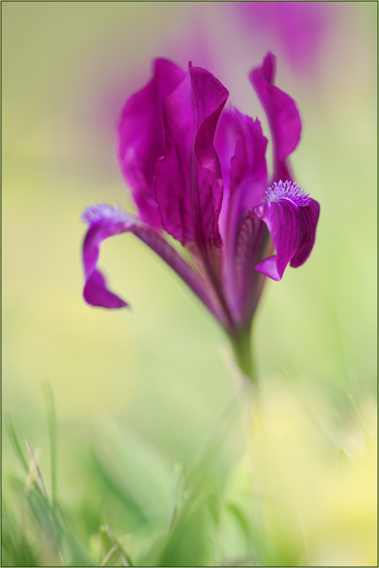 Iris pumila