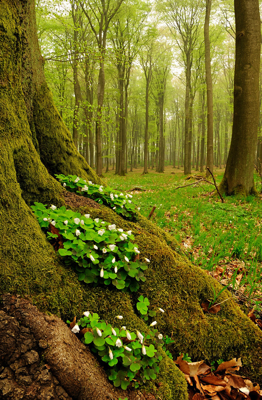 Frühlingswald