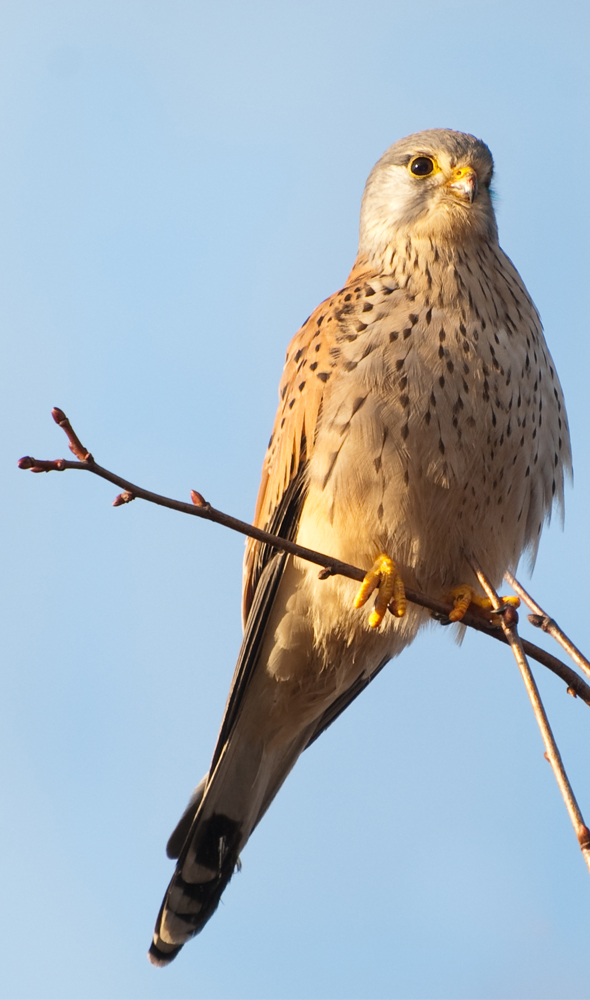 Konzentrierter Turmfalke