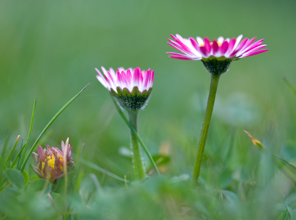 Gänseblümchen
