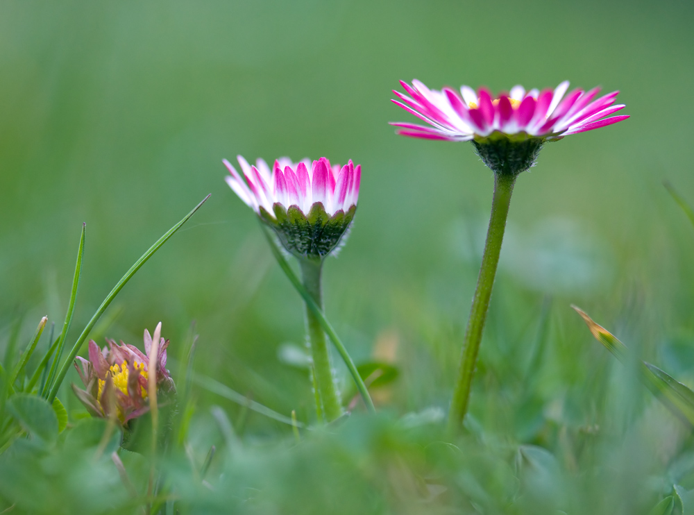 Gänseblümchen