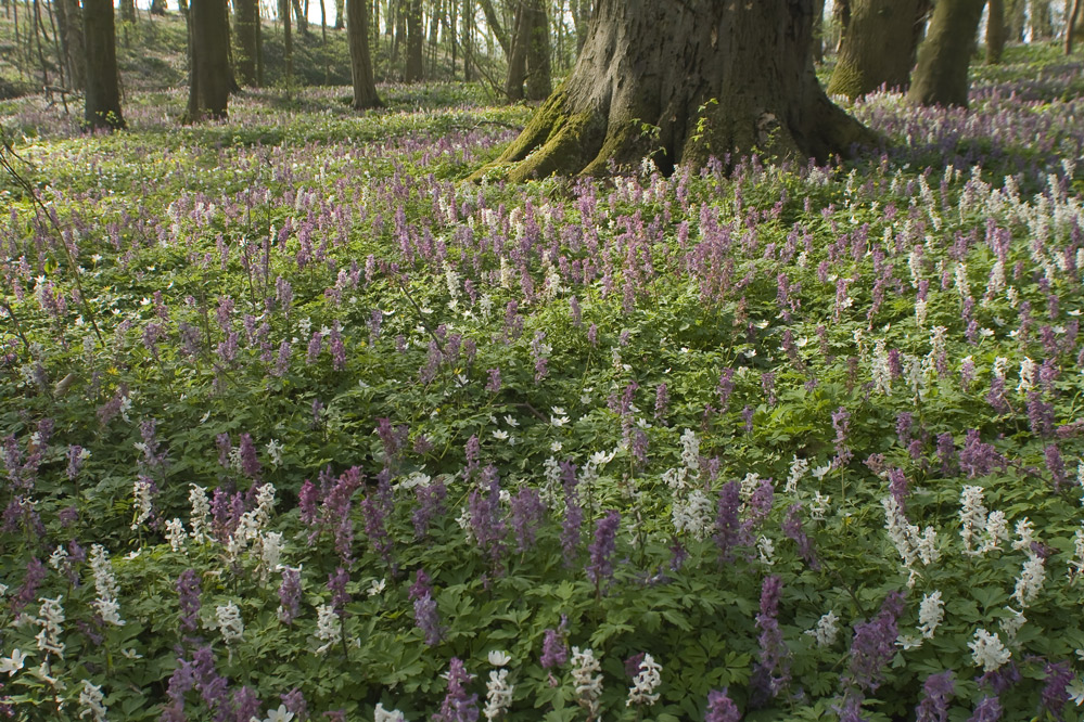 Im "Duftenden Wald" I