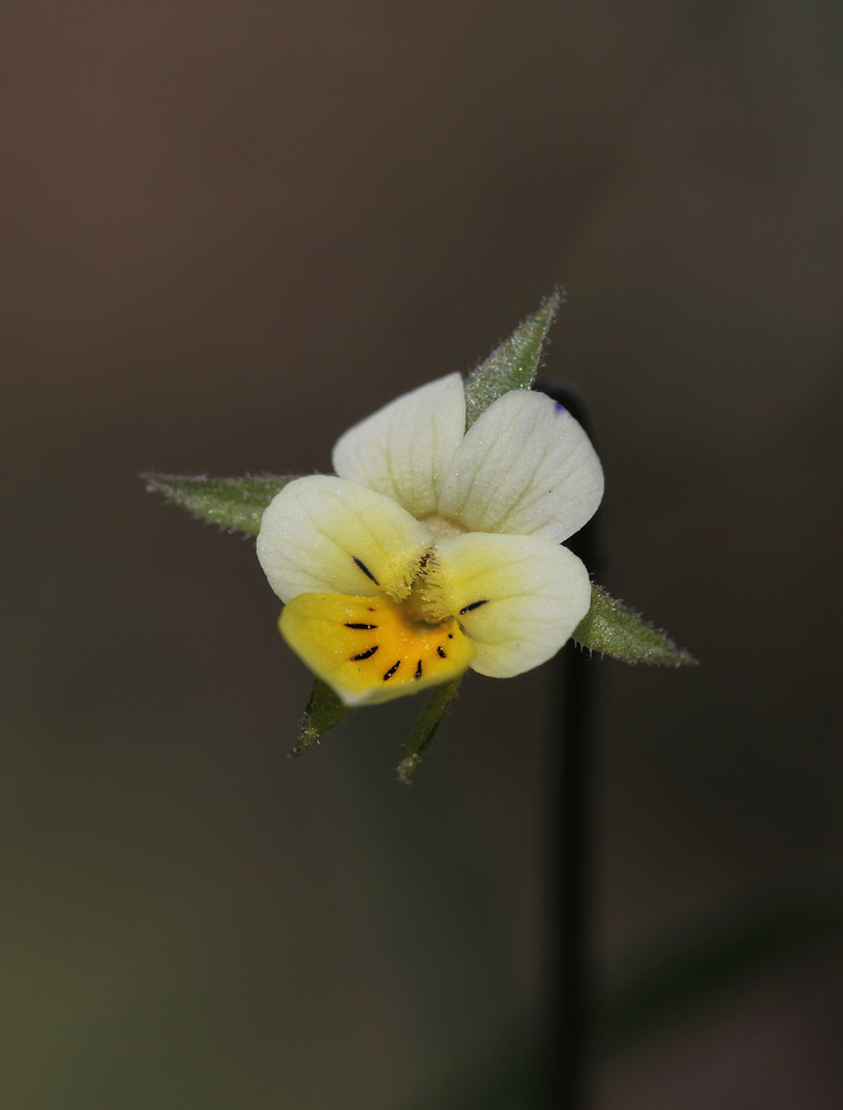 Ackerstiefmütterchen (Viola arvensis)