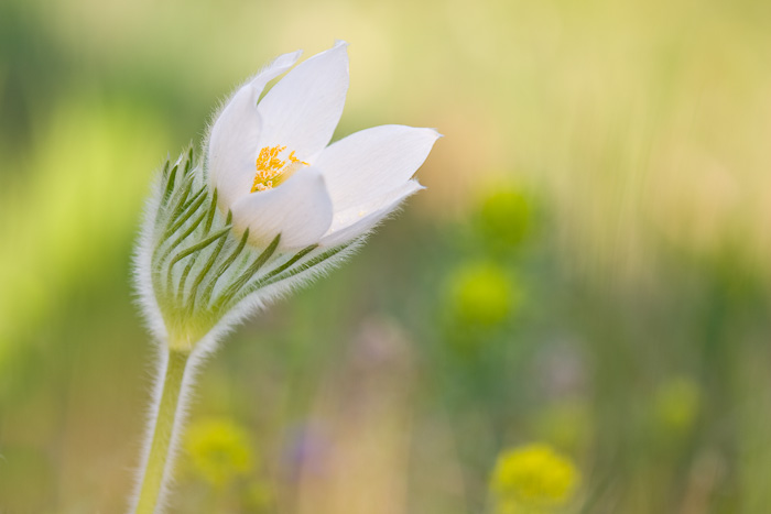 Alpen Küchenschelle - Pulsatilla vulgaris 