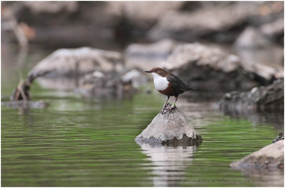 Wasseramsel (Cinclus cinclus)