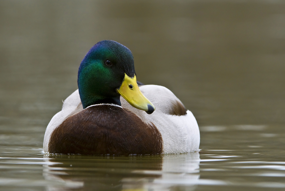  Erpel Forum F r Naturfotografen 