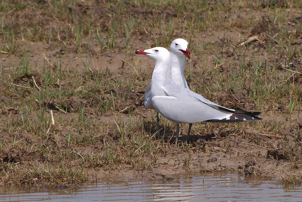 Korallenmöwen (Larus Audouinii) für Lukas Thiess...