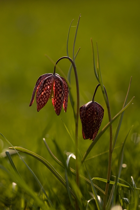 Schachblume (Fritillaria meleagris)