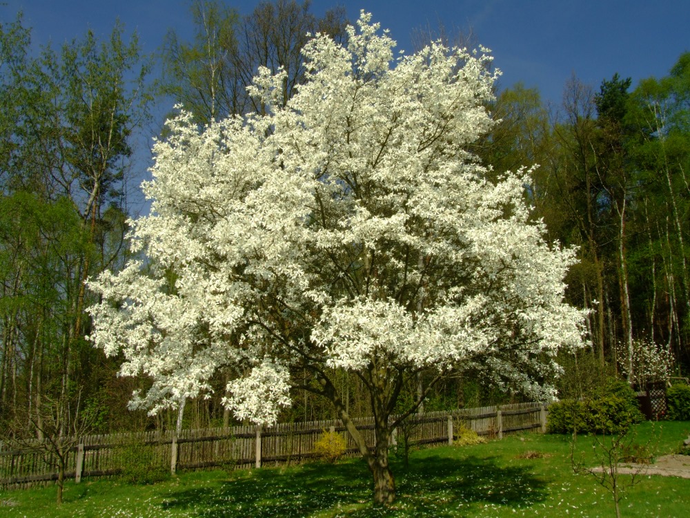 Blütenbaum