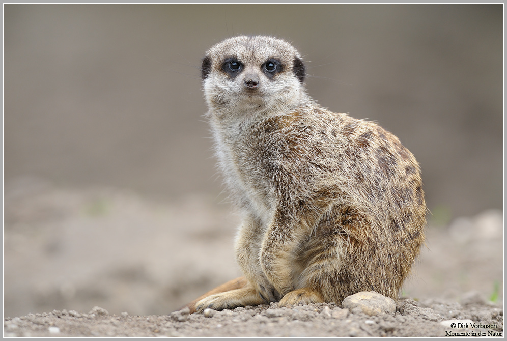 Erdmännchen (Suricata suricatta)