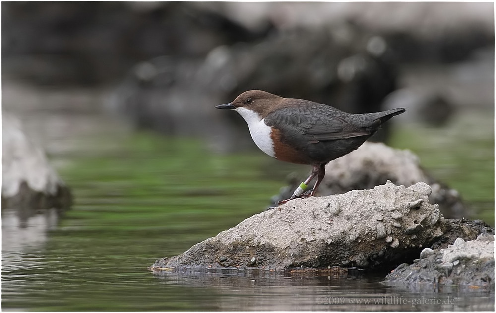 Wasseramsel