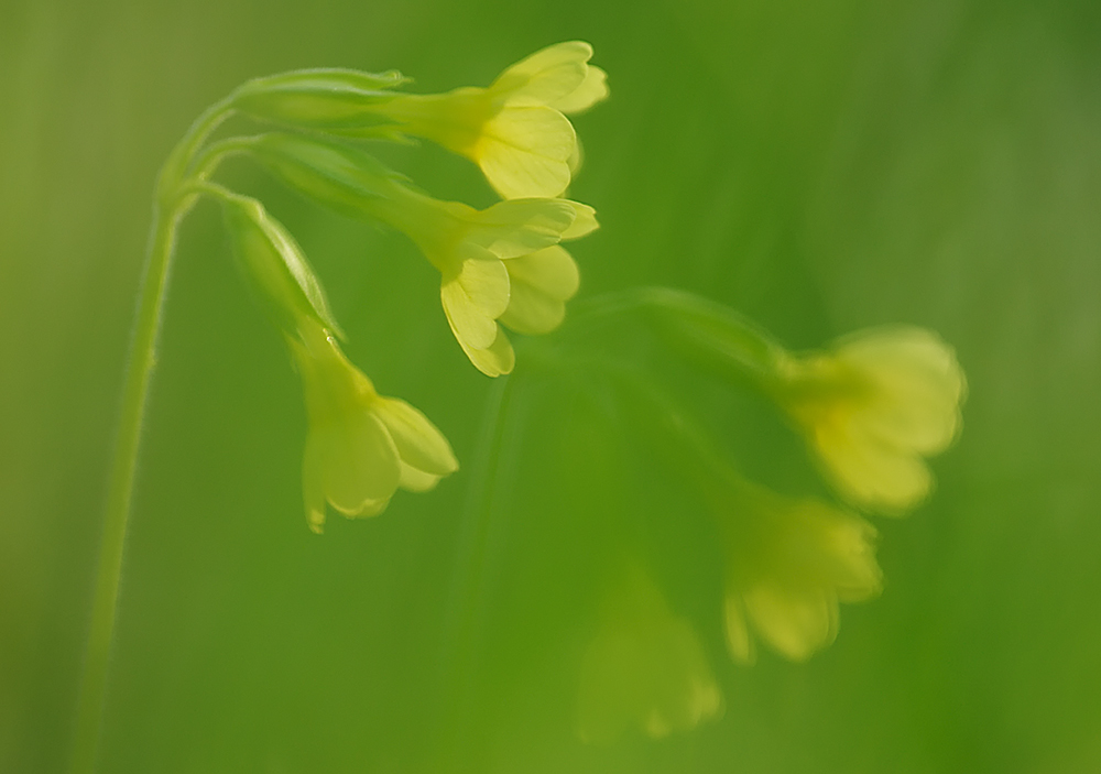 Hohe Schlüsselblume (Primula elatior)