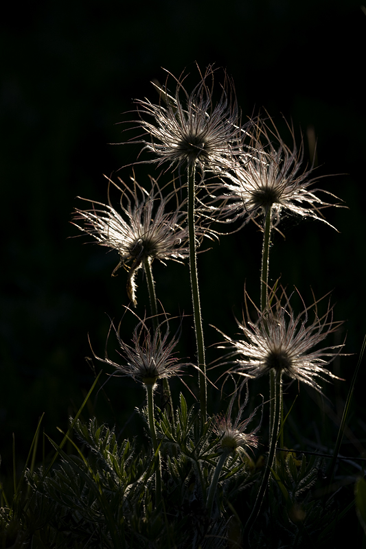 auch nach der Blüte