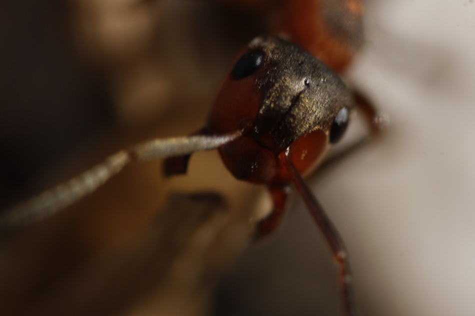 Rote Waldameise (Formica rufa)