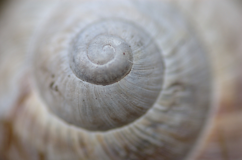 Spirale (Forum für Naturfotografen)