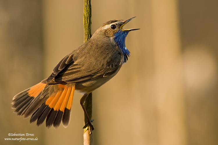 ~ Blaukehlchen ~
