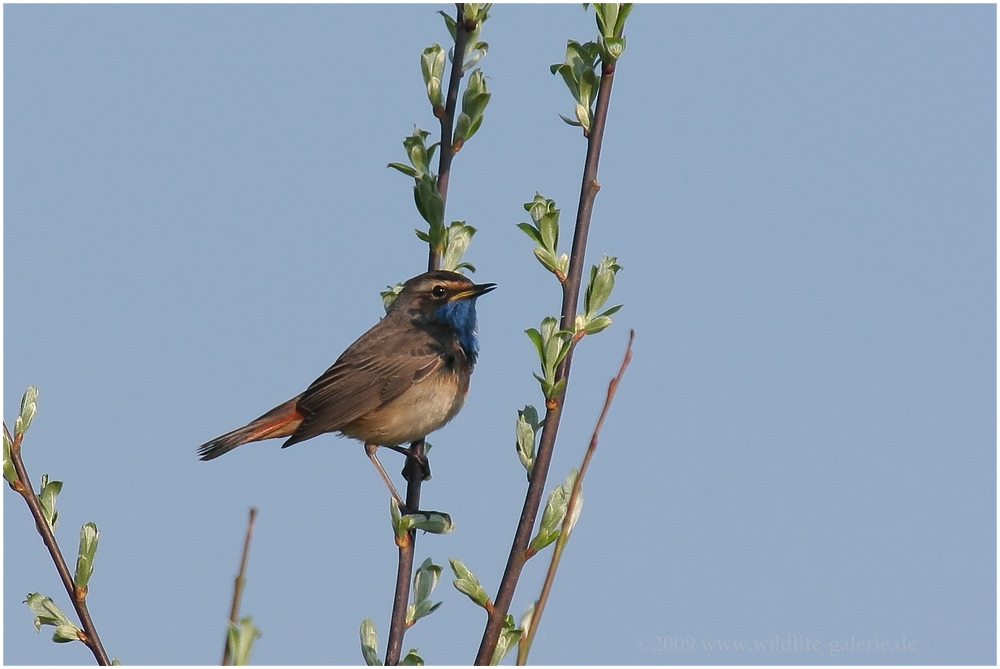 Blaukehlchen (Luscinia svecica)