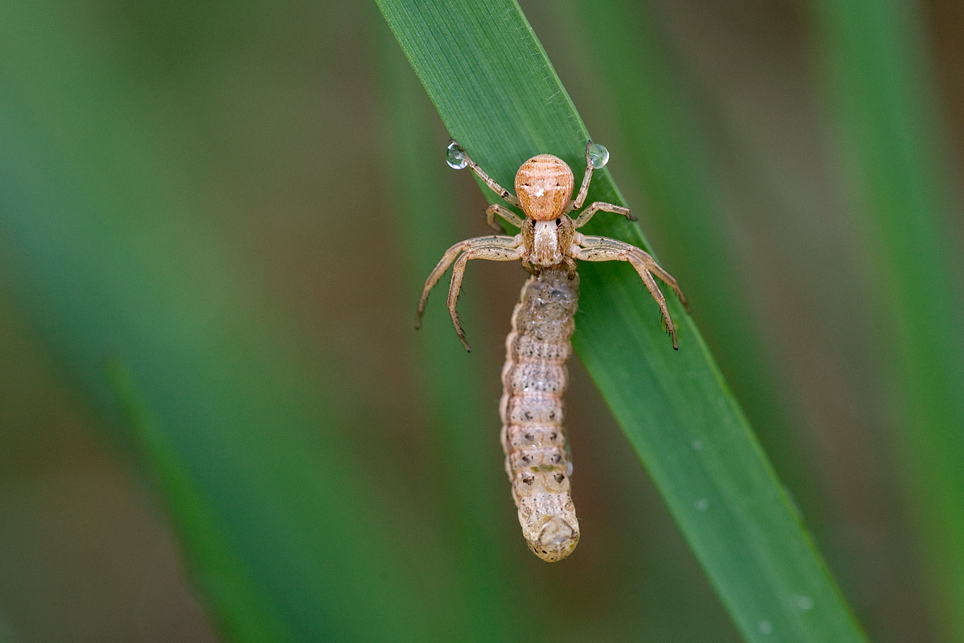 Krabbenspinne