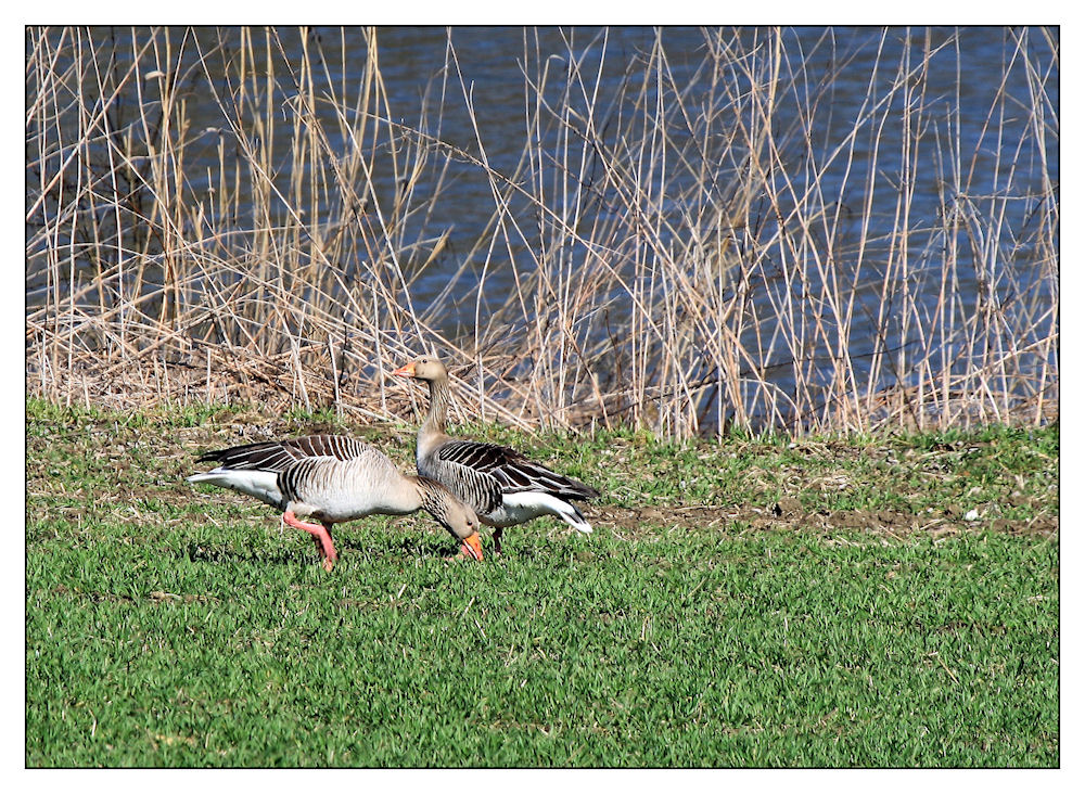 Wildgänse an der Donau
